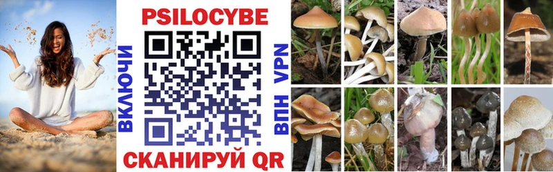 где можно купить наркотик  Суздаль  Псилоцибиновые грибы Psilocybine cubensis 